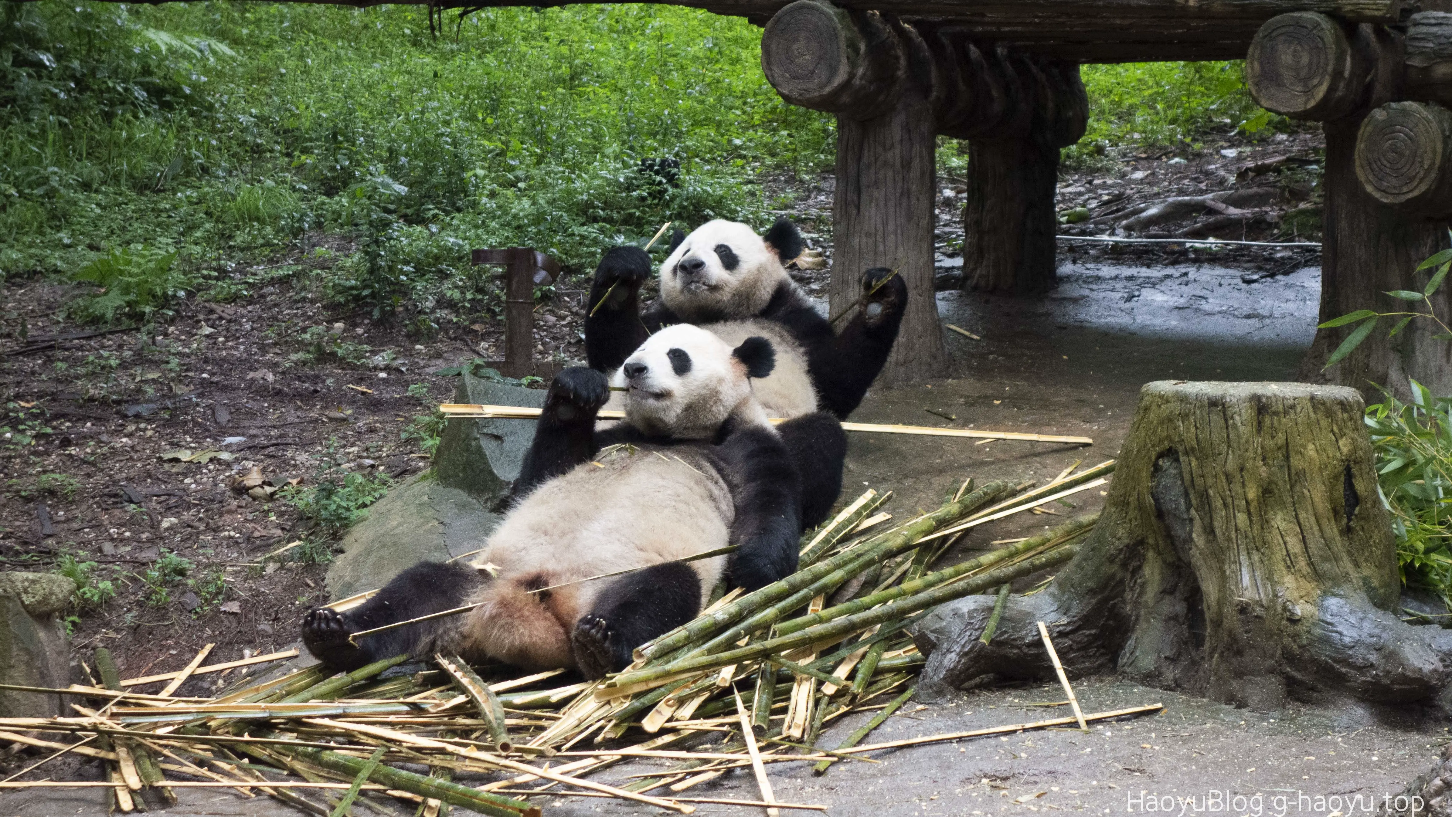 这是图片